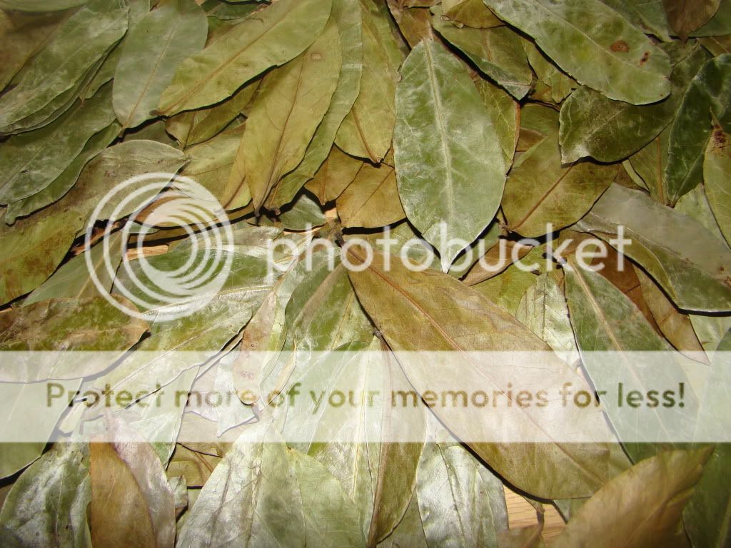 Guyabano Soursop Leaves Sun Dried 60pcs