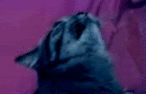 photo tumblr_lsdg25wYar1qdy2i5.gif